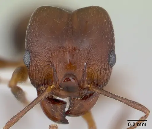 Pheidole cyrtostela specimen CASENT0178014 image casent0178014_2