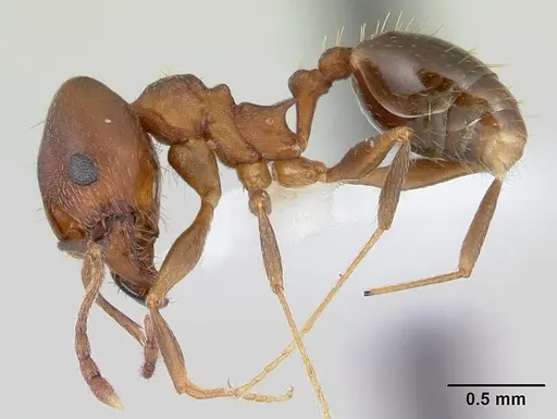 Pheidole cyrtostela specimen CASENT0178014 image casent0178014_3