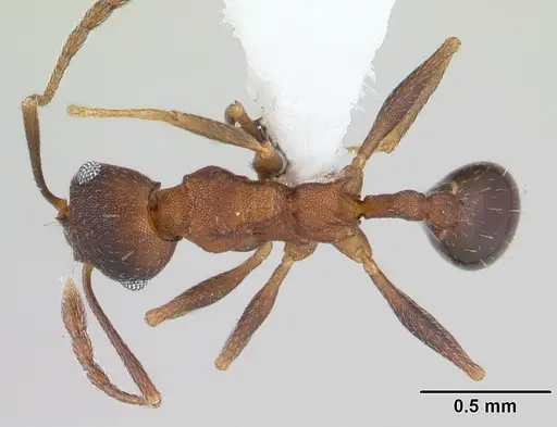 Pheidole cyrtostela specimen CASENT0178015 image casent0178015_1