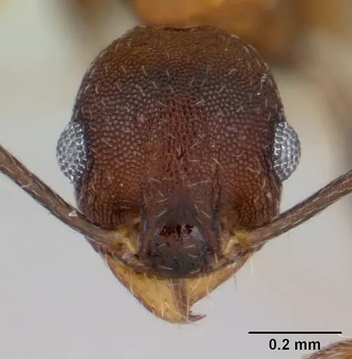Pheidole cyrtostela specimen CASENT0178015 image casent0178015_2