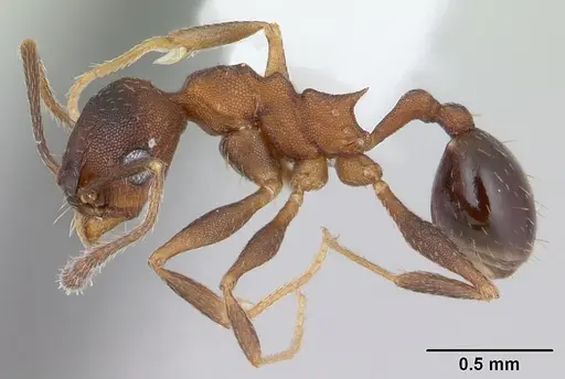 Pheidole cyrtostela specimen CASENT0178015 image casent0178015_3