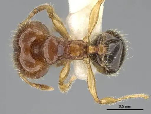 Pheidole dammermani specimen CASENT0919928 image casent0919928_1