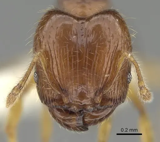 Pheidole dammermani specimen CASENT0919928 image casent0919928_2