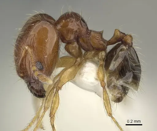 Pheidole dammermani specimen CASENT0919928 image casent0919928_3