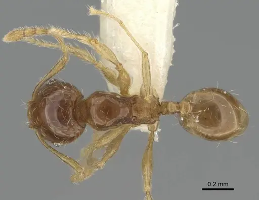 Pheidole dammermani specimen CASENT0919929 image casent0919929_1