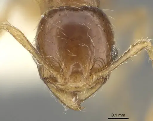 Pheidole dammermani specimen CASENT0919929 image casent0919929_2