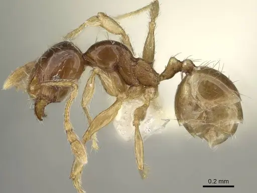 Pheidole dammermani specimen CASENT0919929 image casent0919929_3
