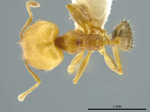 Pheidole daphne specimen INBIOCRI001230999 image inbiocri001230999_1