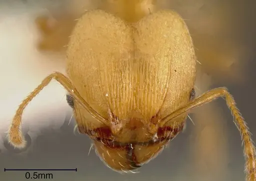 Pheidole daphne specimen INBIOCRI001230999 image inbiocri001230999_2