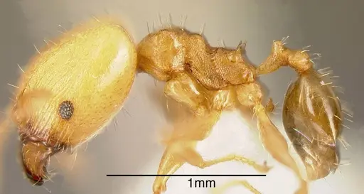 Pheidole daphne specimen INBIOCRI001230999 image inbiocri001230999_3