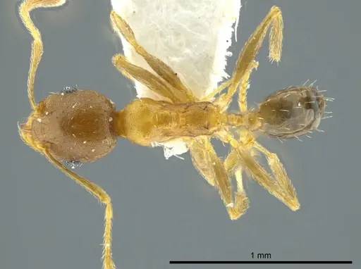 Pheidole daphne specimen INBIOCRI001231279 image inbiocri001231279_1