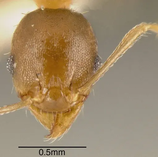 Pheidole daphne specimen INBIOCRI001231279 image inbiocri001231279_2