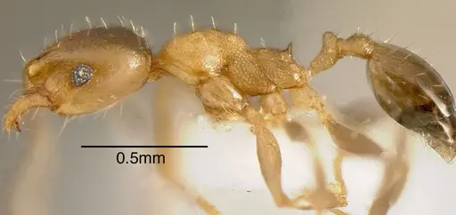 Pheidole daphne specimen INBIOCRI001231279 image inbiocri001231279_3