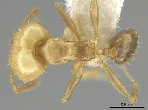 Pheidole daphne specimen INBIOCRI001265864 image inbiocri001265864_1