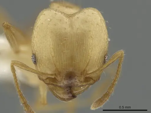 Pheidole daphne specimen INBIOCRI001265864 image inbiocri001265864_2
