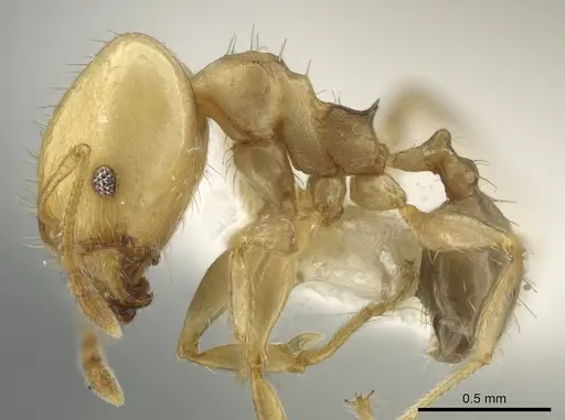Pheidole daphne specimen INBIOCRI001265864 image inbiocri001265864_3