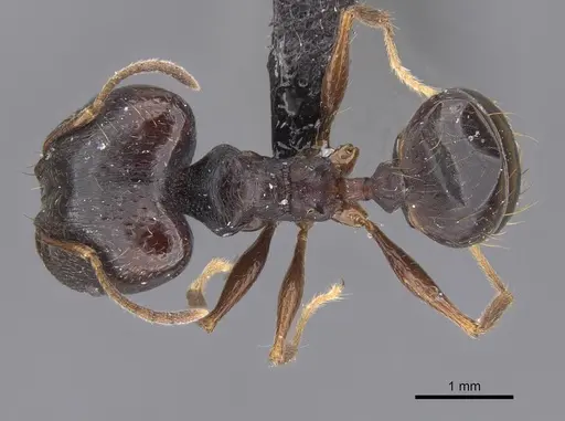 Pheidole darwini specimen CASENT0218301 image casent0218301_1