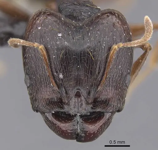 Pheidole darwini specimen CASENT0218301 image casent0218301_2