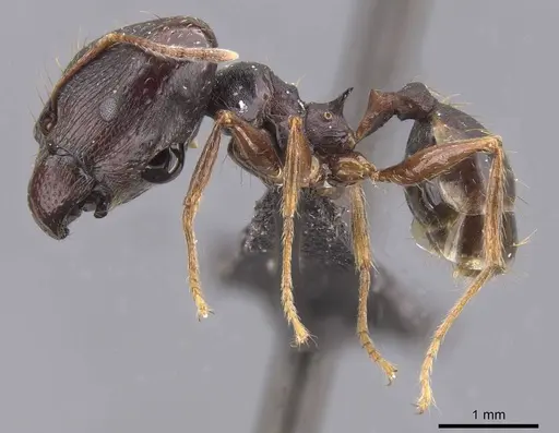 Pheidole darwini specimen CASENT0218301 image casent0218301_3