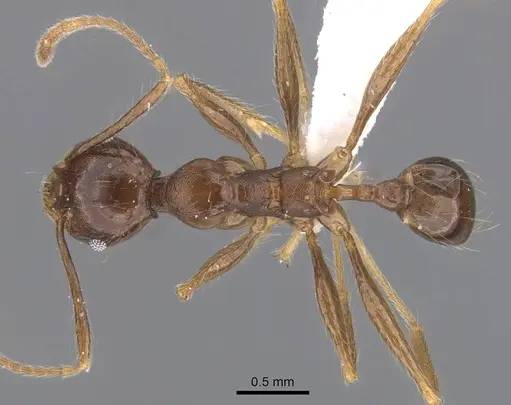 Pheidole darwini specimen CASENT0218316 image casent0218316_1