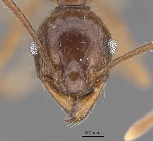 Pheidole darwini specimen CASENT0218316 image casent0218316_2