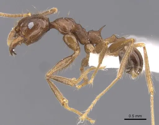 Pheidole darwini specimen CASENT0218316 image casent0218316_3