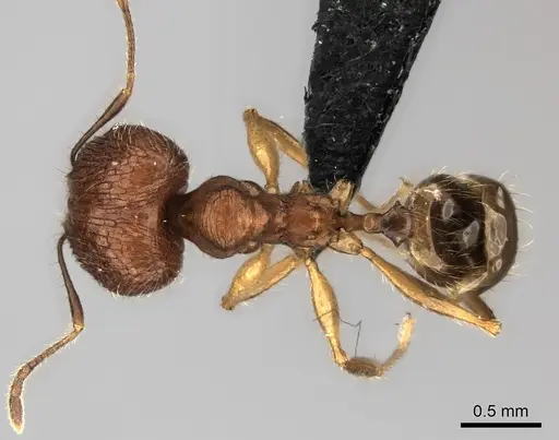 Pheidole dasos specimen CASENT0056690 image casent0056690_1