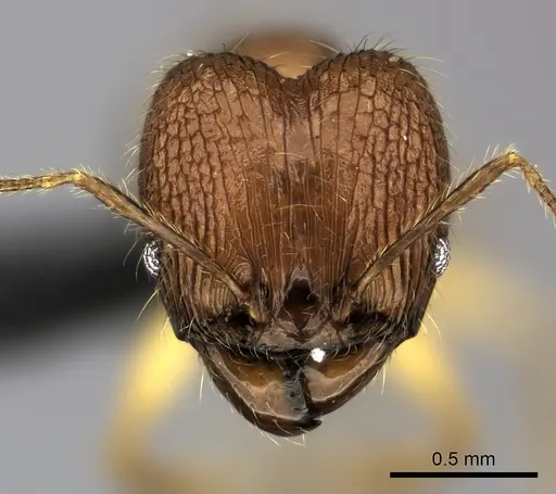 Pheidole dasos specimen CASENT0056690 image casent0056690_2