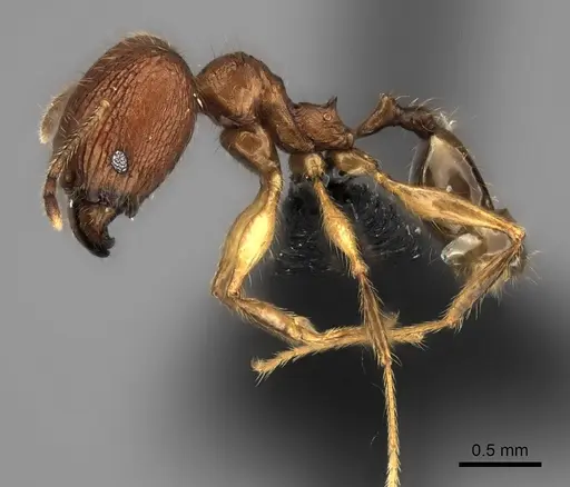 Pheidole dasos specimen CASENT0056690 image casent0056690_3