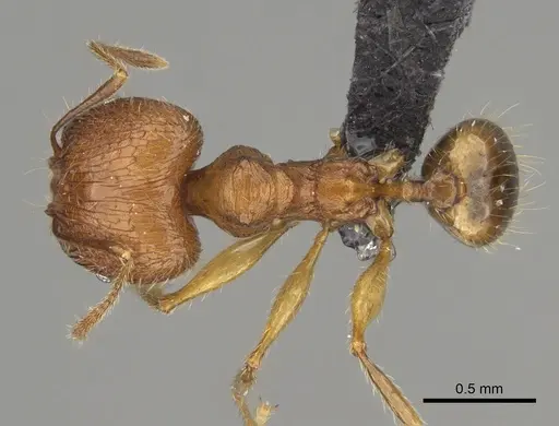 Pheidole dasos specimen CASENT0212441 image casent0212441_1