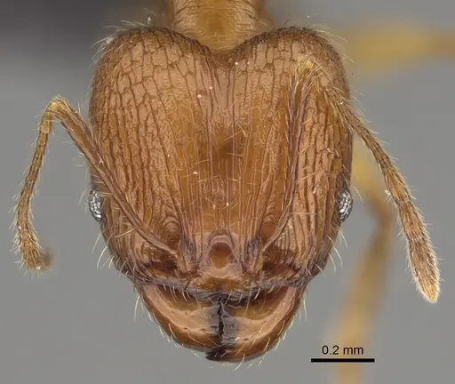 Pheidole dasos specimen CASENT0212441 image casent0212441_2