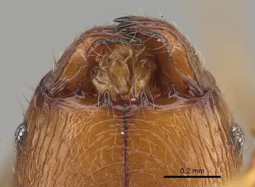 Pheidole dasos specimen CASENT0212441 image casent0212441_3