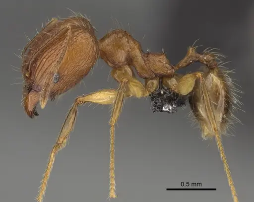 Pheidole dasos specimen CASENT0212441 image casent0212441_4