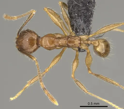 Pheidole dasos specimen CASENT0923284 image casent0923284_1