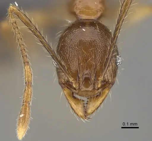 Pheidole dasos specimen CASENT0923284 image casent0923284_2