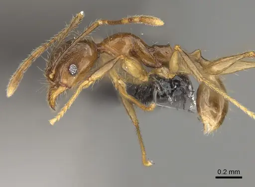 Pheidole dasos specimen CASENT0923284 image casent0923284_3