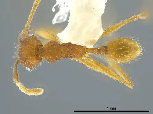 Pheidole dasypyx specimen CASENT0627923 image casent0627923_1
