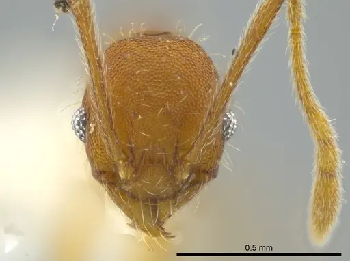 Pheidole dasypyx specimen CASENT0627923 image casent0627923_2