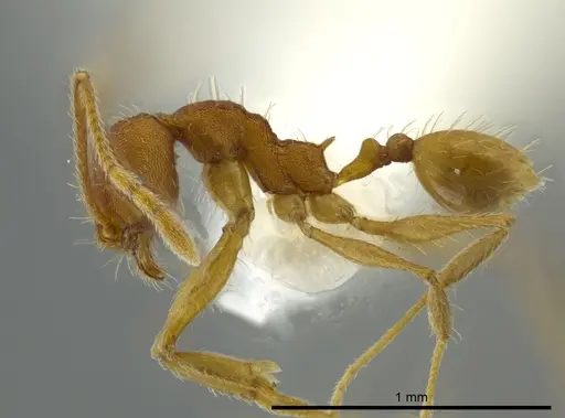 Pheidole dasypyx specimen CASENT0627923 image casent0627923_3