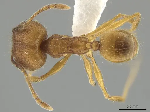 Pheidole dasypyx specimen CASENT0643569 image casent0643569_1