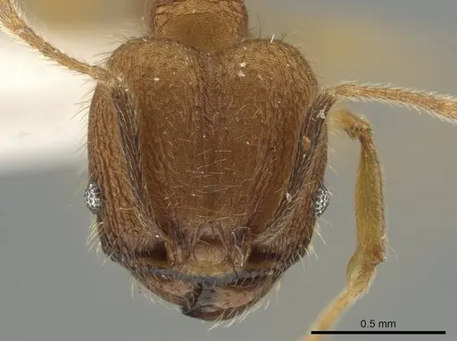 Pheidole dasypyx specimen CASENT0643569 image casent0643569_2