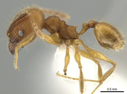 Pheidole dasypyx specimen CASENT0643569 image casent0643569_3