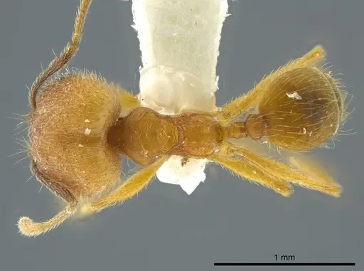 Pheidole dasypyx specimen JTLC000016358 image jtlc000016358_1