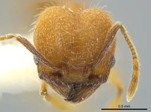 Pheidole dasypyx specimen JTLC000016358 image jtlc000016358_2