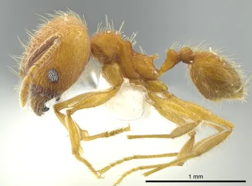 Pheidole dasypyx specimen JTLC000016358 image jtlc000016358_3
