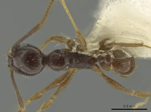 Pheidole davidsonae specimen CASENT0644183 image casent0644183_1