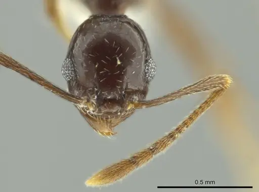 Pheidole davidsonae specimen CASENT0644183 image casent0644183_2