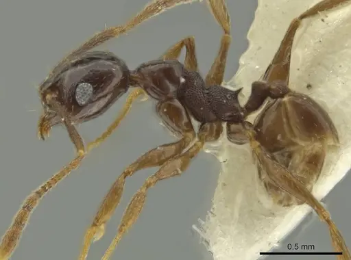 Pheidole davidsonae specimen CASENT0644183 image casent0644183_3