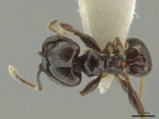 Pheidole davidsonae specimen JTLC000016359 image jtlc000016359_1