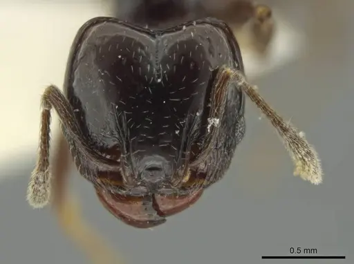 Pheidole davidsonae specimen JTLC000016359 image jtlc000016359_2